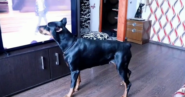 chien danse moonwalk
