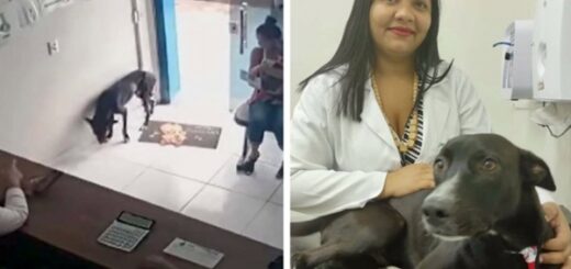 chien errant clinique vétérinaire soigner