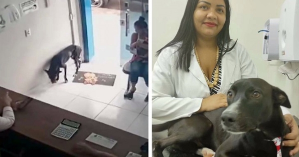 chien errant clinique vétérinaire soigner