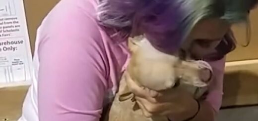 chien fuit retrouver famille d'accueuil