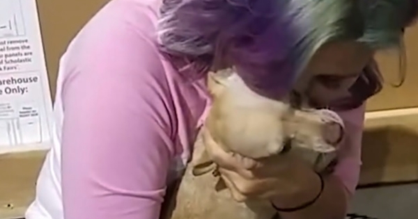 chien fuit retrouver famille d'accueuil