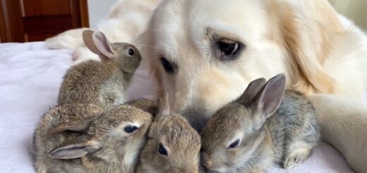 chien golden retriever bailey lapins