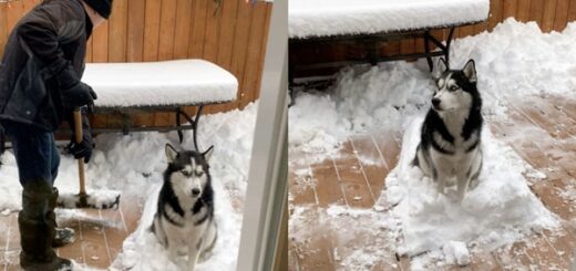 chien husky refuse de bouger sur la neige