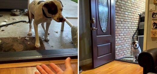 chien incapable de passer le seuil de sa nouvelle maison