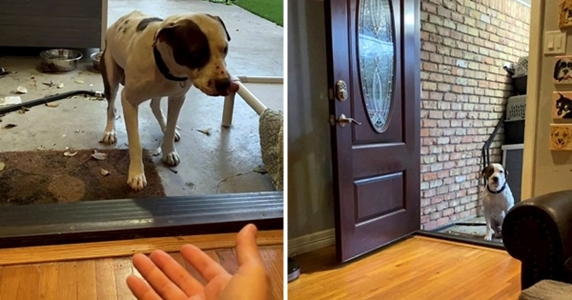 chien incapable de passer le seuil de sa nouvelle maison