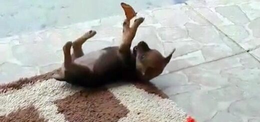 chien joue avec un papillon