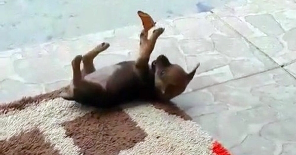 chien joue avec un papillon