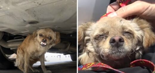 chien sauvé sous une voiture hope for paws