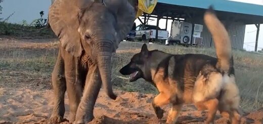 éléphanteau ami chien