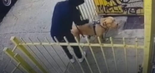 homme abandonne chien magasin