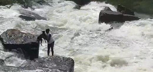 jardinier sauve chien rivière