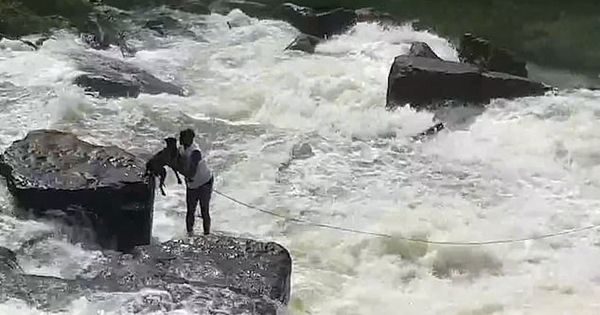 jardinier sauve chien rivière
