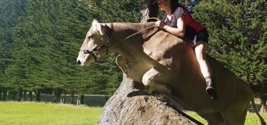 saut d'obstacles vache