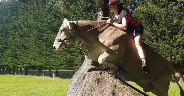 saut d'obstacles vache