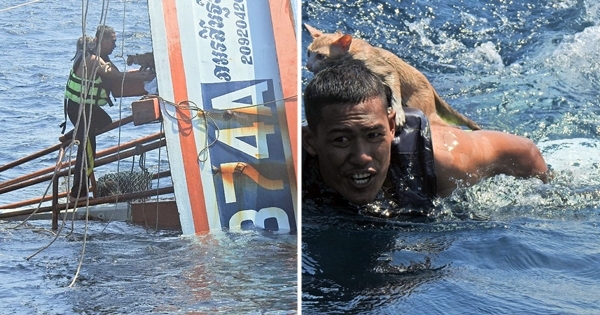 un homme sauve quatre chats d'un navire