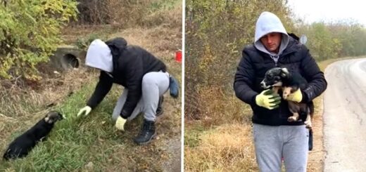 chien abandonné route