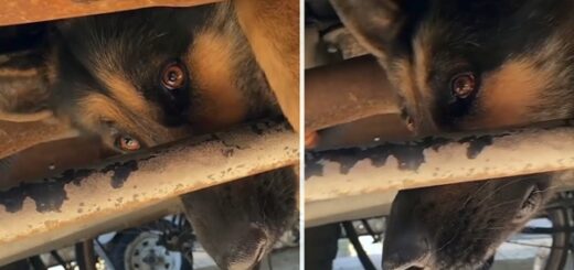 chien berger allemand coincé camion