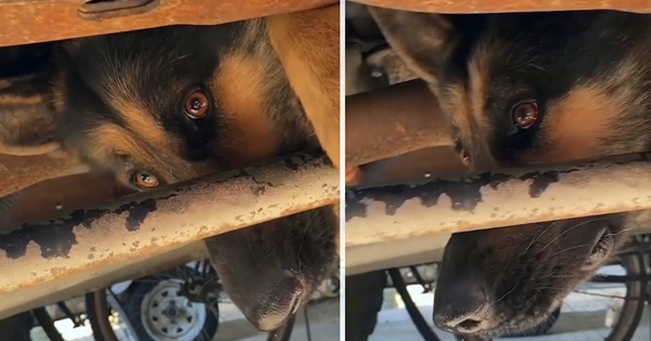 chien berger allemand coincé camion