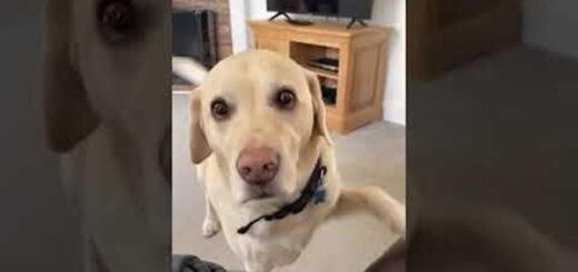 chien labrador canapé