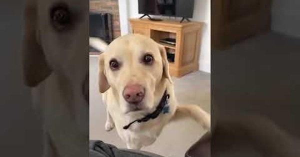 chien labrador canapé