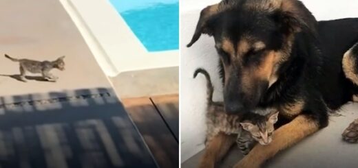 chien protege petit chat