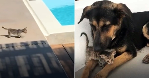 chien protege petit chat