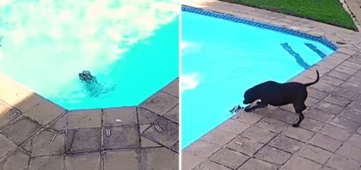 chien sauve ami noyade