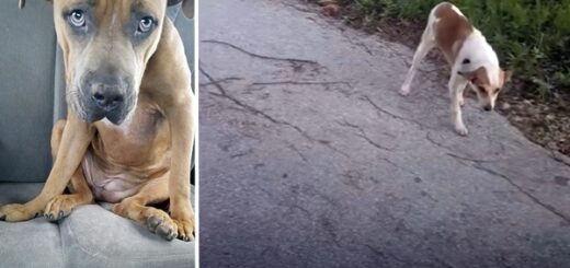 femme sauve chien route