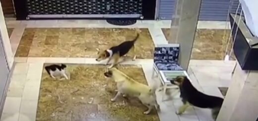 maman chat protège chaton