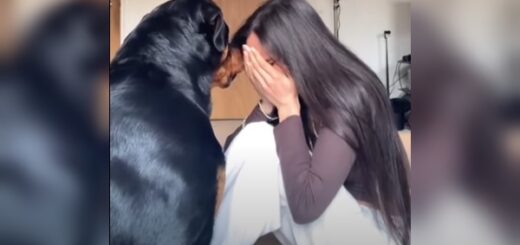 rottweiler humaine pleure