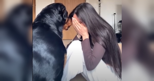 rottweiler humaine pleure