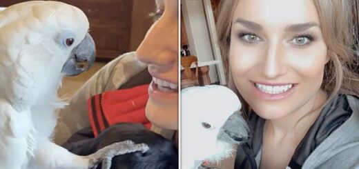 cacatoès câlin chiot