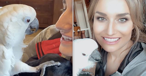 cacatoès câlin chiot