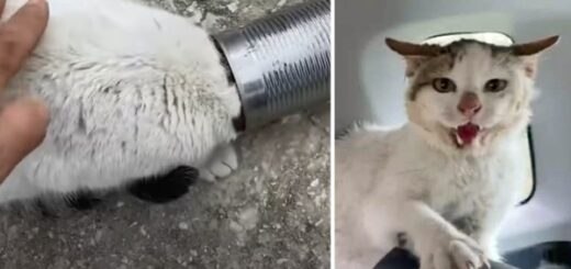 chat coincé conserve