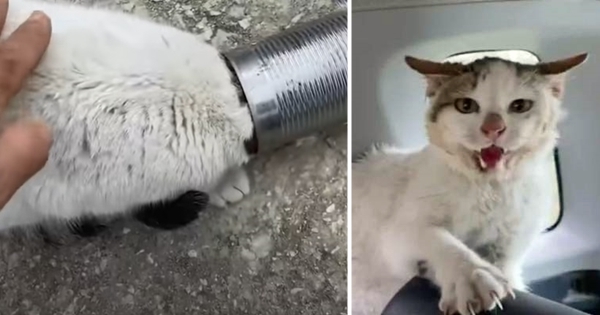 chat coincé conserve