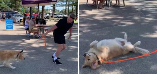 chie refuse quitter parc