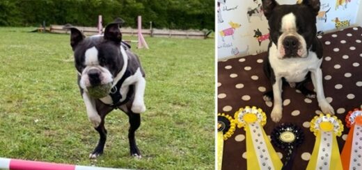 chien aveugle épreuves d'agility