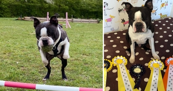 chien aveugle épreuves d'agility