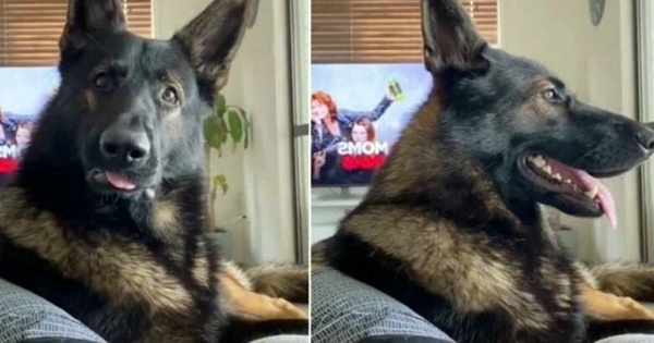 chien berger allemand cocaïne