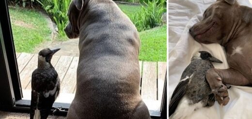 chien pie molly peggy