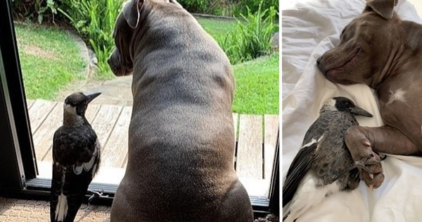 chien pie molly peggy