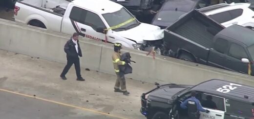 chien pompier carambolage