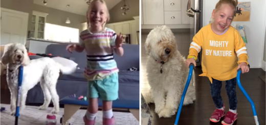 chien reaction marcher premiere fois