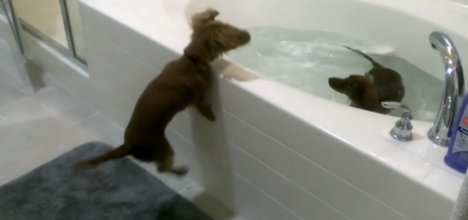 chien teckel bain