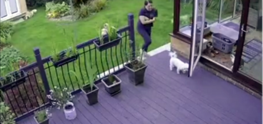 le chat s'occupe des chiens