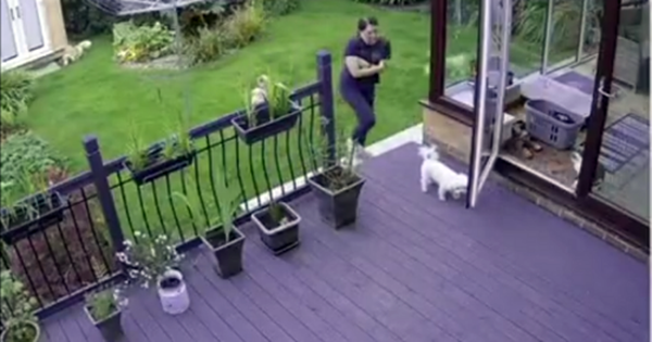 le chat s'occupe des chiens