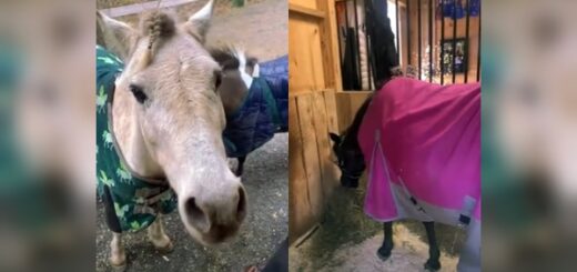 poney ouvre porte box