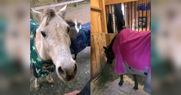 poney ouvre porte box