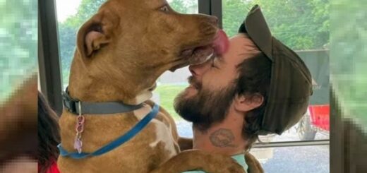 retrouvailles chien d'assistance