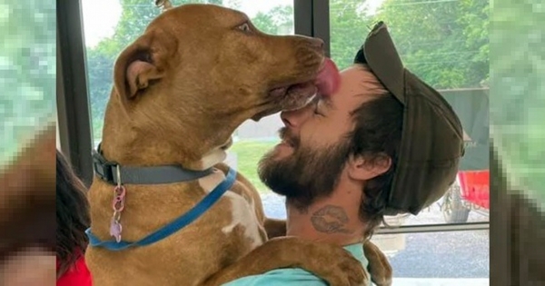 retrouvailles chien d'assistance